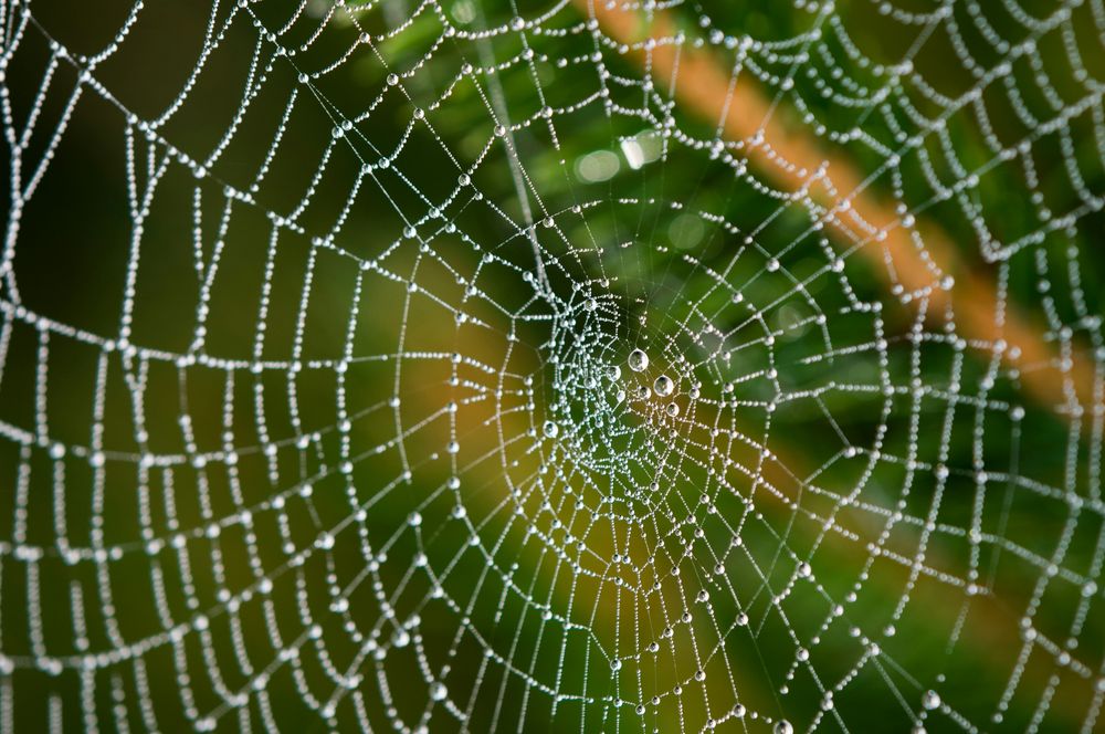 The Hypocrite's Web