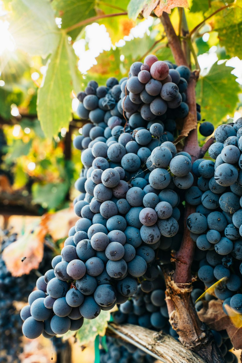 The Dangers of Alcohol: A Biblical Perspective on Why Christians Should Abstain