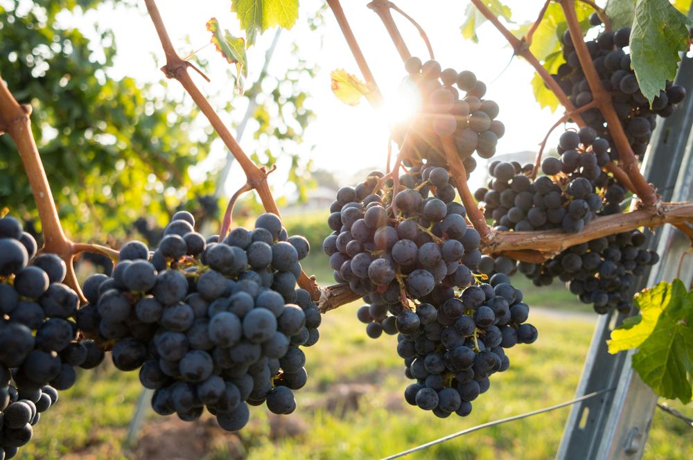 The Symbolism of Water to Wine: Understanding Christ's First Miracle
