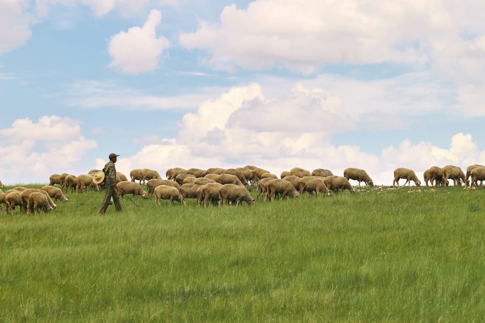 Should Not the Shepherds Feed the Flocks?