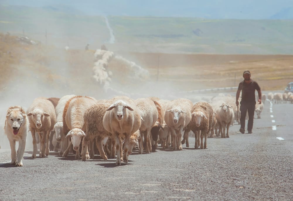 A Loyal Flock Will Follow You Anywhere