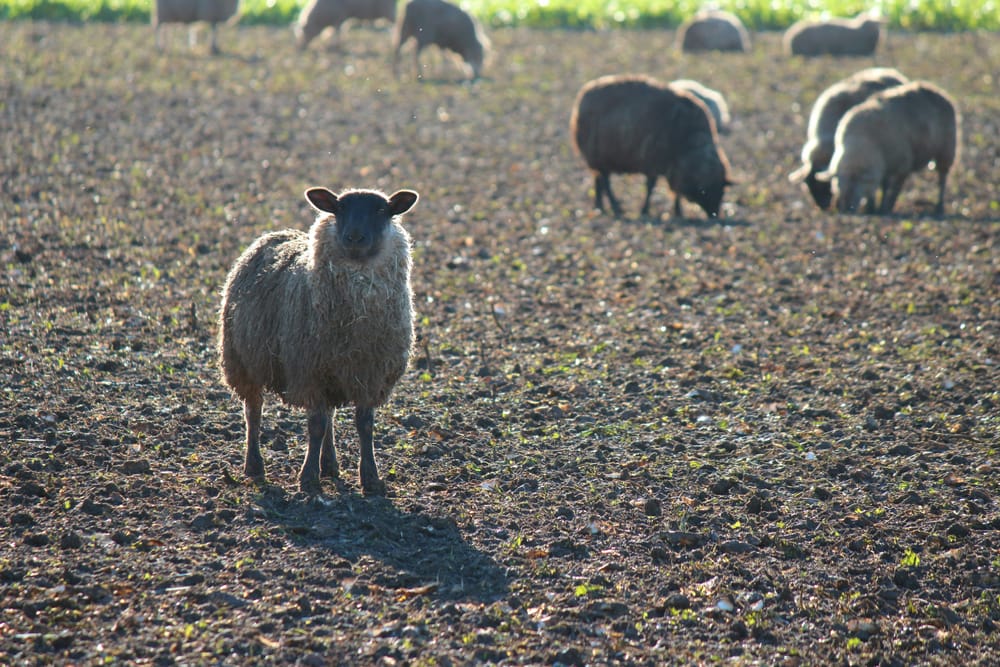A Pasture Will Tell on You