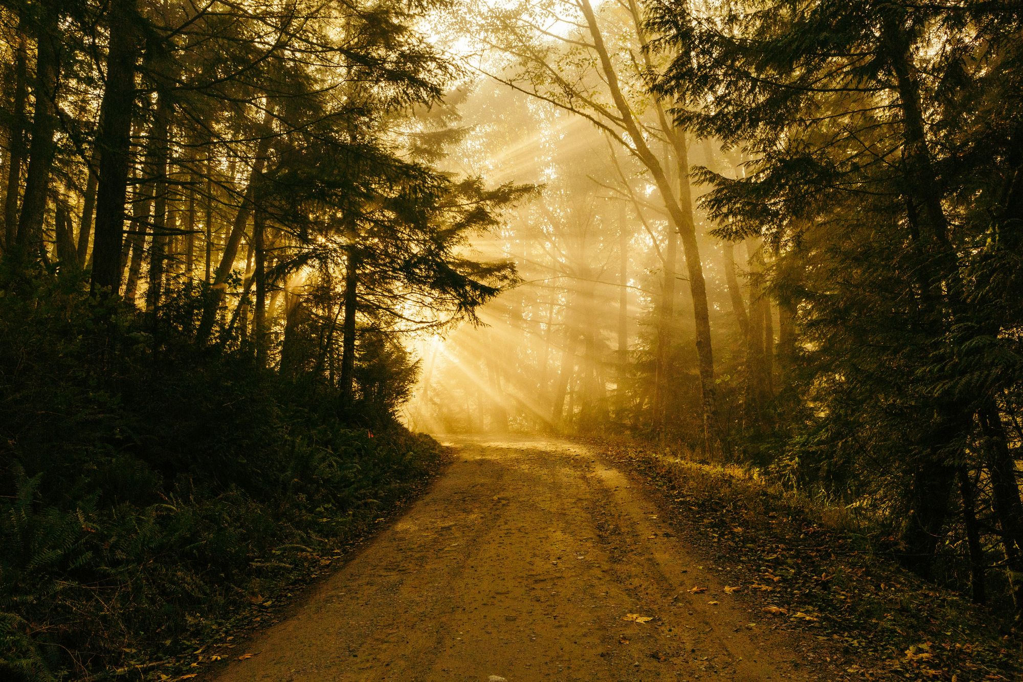 God Won't Force You to Be Holy
