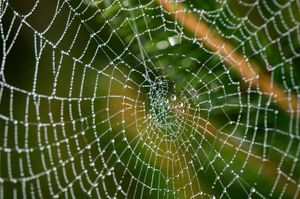 The Hypocrite's Web