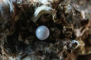 The Pearl and the Church: A Divine Parallel