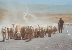 A Loyal Flock Will Follow You Anywhere