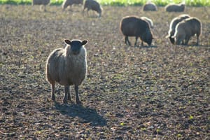 A Pasture Will Tell on You
