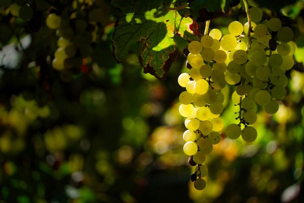 Fruit grows in clusters.